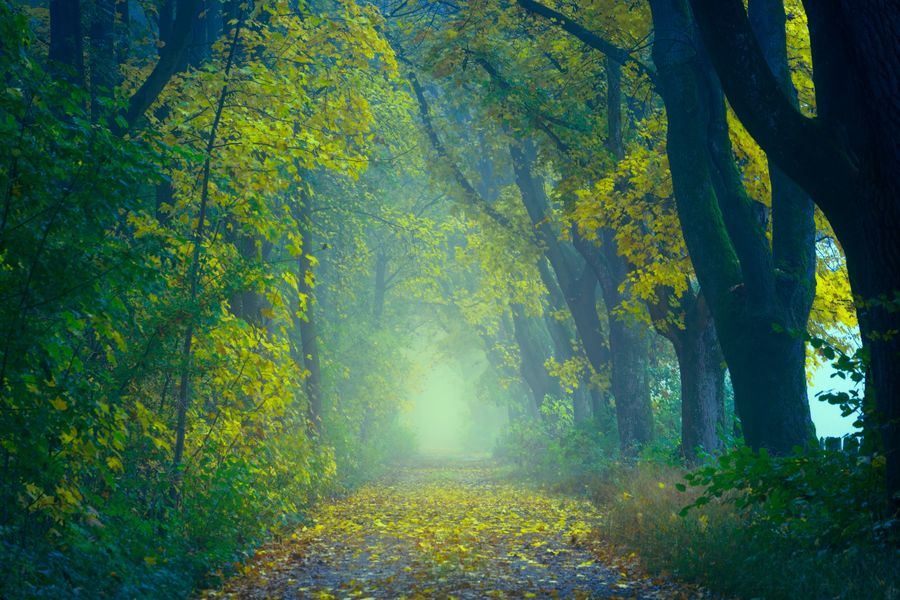 Un chemin forestier dans la brume, éclairé par la lumière du matin